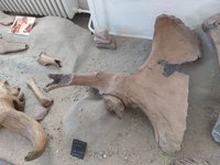 Mammut- Beckenschaufel mit Hüftgelenk